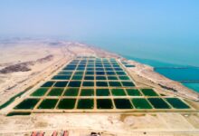 شیلات و کشاورزی قشم