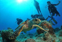 غواصی در قشم