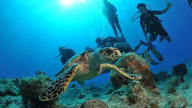 غواصی در قشم