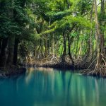 جنگل حرا قشم