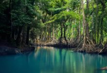 جنگل حرا قشم